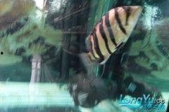 国产四虎精